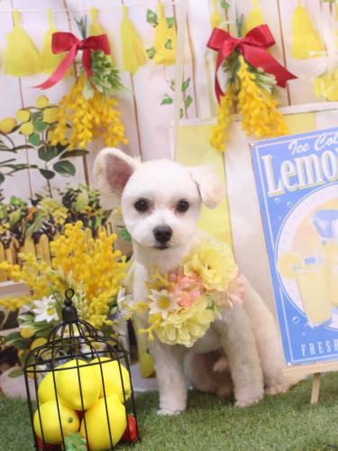 20240414フワリくん